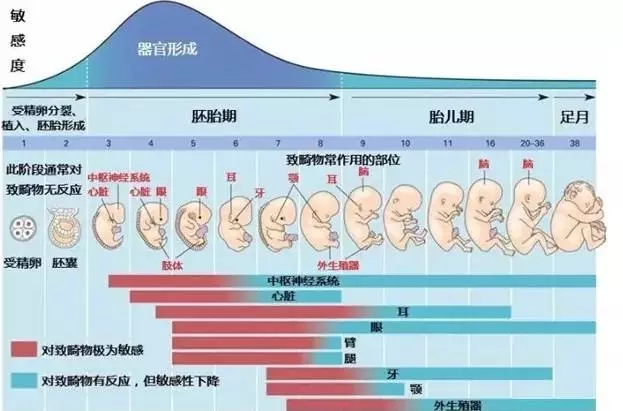 服用奥利司他后发现怀孕了怎么办