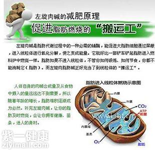 【真相】吃左旋肉碱能减肥吗