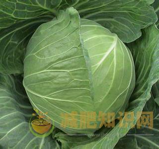 卷心菜减肥法 不节食照样瘦